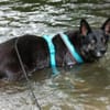 ELISA - bildhübsche Wasserratte