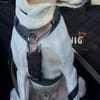 🌟 Cody - sensibler Junghund sucht dich