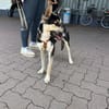 Borostyán, kleine Kämpferin ca. 7 Monate
