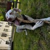 Charlie sucht Pflegestelle/Zuhause