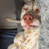 Charlie sucht Pflegestelle/Zuhause