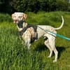 Charlie sucht Pflegestelle/Zuhause