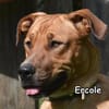 ERCOLE
