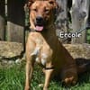 ERCOLE