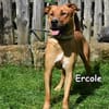 ERCOLE
