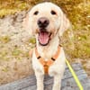 Gina-Golden Doodle will ein neues Leben