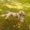Gina-Golden Doodle will ein neues Leben