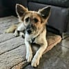 Kleine LIZA 2