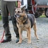 Ojade - kinderlieb u. sehr zutraulich