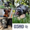 OSMO * kleiner Hund & großes Herz