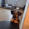 OSMO * kleiner Hund & großes Herz