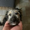 OSMO * kleiner Hund & großes Herz