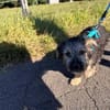 OSMO * kleiner Hund & großes Herz
