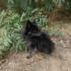 Bobby ein kleiner Spitz