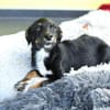 STELLA  kleine Zaubermaus sucht Dich...