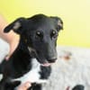 STELLA  kleine Zaubermaus sucht Dich...