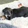STELLA  kleine Zaubermaus sucht Dich...