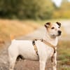Milou