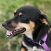 PENNY   Hundedame sucht ihr Glück