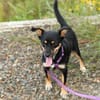 PENNY   Hundedame sucht ihr Glück