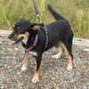PENNY   Hundedame sucht ihr Glück