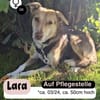 Hübsche LARA sucht Dich !