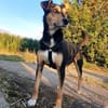 Luna sucht ein Zuhause🍀