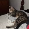 ACHILLE