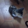 Lucy