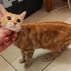Silvi
