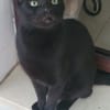 Vampi