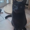 Vampi