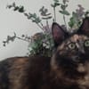 Sabrina