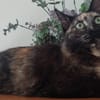 Sabrina