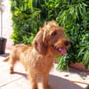 BIMBA