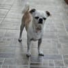Loki, Miniwachhund sucht Familie