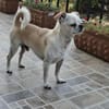 Loki, Miniwachhund sucht Familie