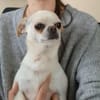 Loki, Miniwachhund sucht Familie