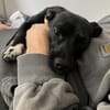 Kleine Hündin SLUKI sucht ihr Zuhause!