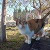 Hübsche Katzenlady Katy sucht Home
