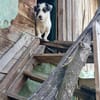 Gisela, Zaubermaus sucht Körbchen