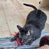 Unkomplizierte Krümel sucht Zuhause