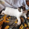 Mia - schüchteren Katze sucht Zuhause