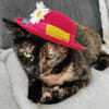 Penny, liebe tabbyfarbene Katze s. Zuhau