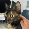 Penny, liebe tabbyfarbene Katze s. Zuhau