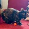Penny, liebe tabbyfarbene Katze s. Zuhau