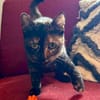 Penny, liebe tabbyfarbene Katze s. Zuhau