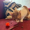 Porto, lieber Kater sucht Familie
