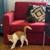 Porto, lieber Kater sucht Familie