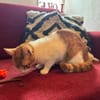 Porto, lieber Kater sucht Familie